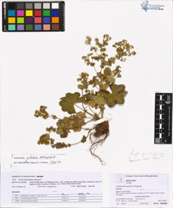 Alchemilla glabra Neygenf.