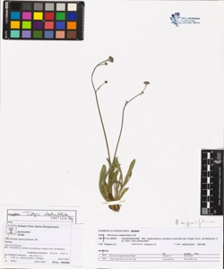 Hieracium staticifolium All.