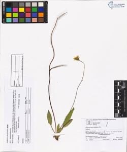 Hieracium bifidum Kit.