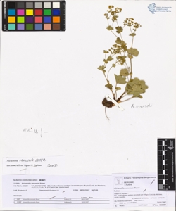 Alchemilla venosula Buser