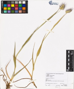 Cynosurus echinatus L.