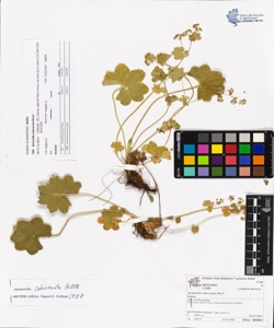 Alchemilla subcrenata Buser