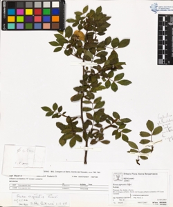 Rosa agrestis Savi
