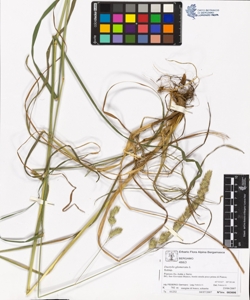Dactylis glomerata L.