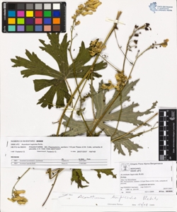 Aconitum lupicida Rchb.