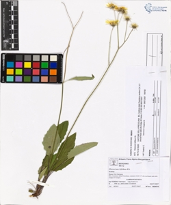 Hieracium bifidum Kit.