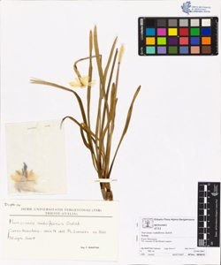 Narcissus radiiflorus Salisb.