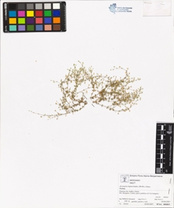 Arenaria leptoclados (Rchb.) Guss.