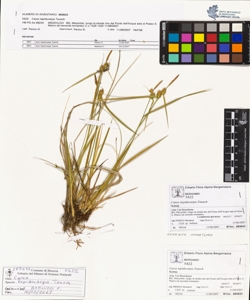 Carex lepidocarpa Tausch