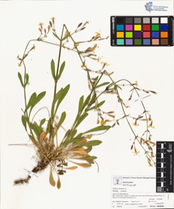 s¿lene nutans L. subsp. nutans
