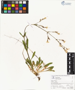 s¿lene nutans L. subsp. nutans