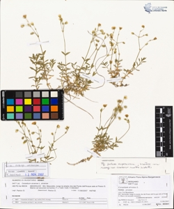 Cerastium arvense L. subsp. arvense
