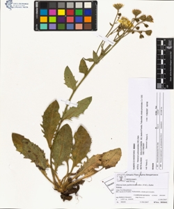 Hieracium pulmonarioides (Vill.) Zahn