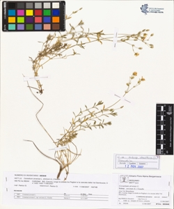 Cerastium arvense L. subsp. strictum (L.) Gaudin