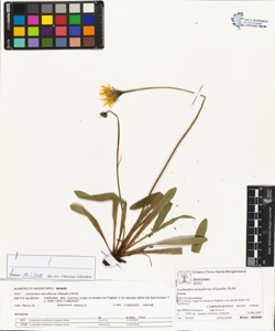 Leontodon tenuiflorus (Gaudin) Rchb.
