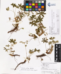 Alchemilla nitida Buser