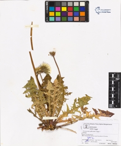 Taraxacum officinale (Aggr.)