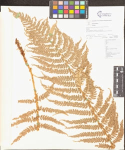 Polystichum setiferum (Forssk¿l) Woynar