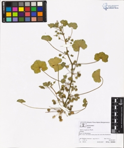 Malva neglecta Wallr.