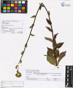Hieracium racemosum W. et K.
