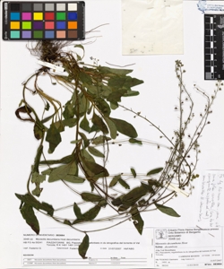 Myosotis decumbens Host subsp. decumbens