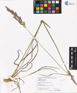 Calamagrostis varia (Schrader) Host