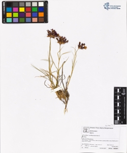Dianthus carthus¿anorum L.