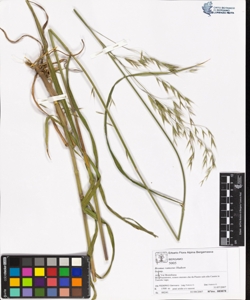 Bromus ramosus Hudson