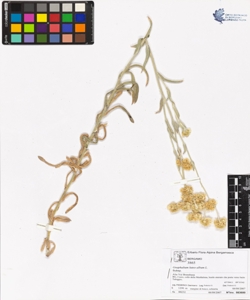Gnaphalium luteo-album L.