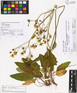 Hieracium murorum L.