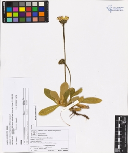 Hieracium hoppeanum Schultes subsp. hoppeanum