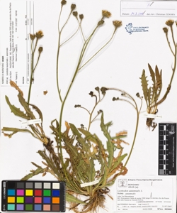 Leontodon autumnalis L. subsp. autumnalis