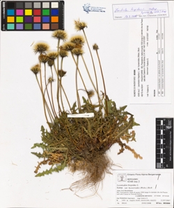 Leontodon hispidus L. var hyoseroides (Welw.) Beck