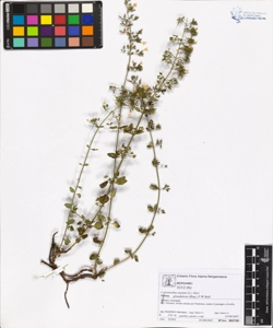 Calamintha nepeta (L.) Savi subsp. glandulosa (Req.) P.W.Ball
