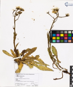 Crepis conyzifolia (Gouan) D.Torre