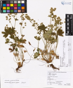 Alchemilla opaca Buser
