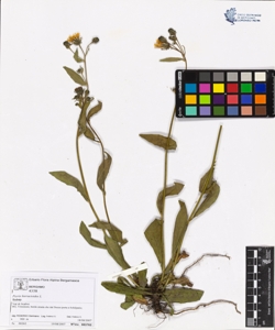 Picris hieracioides L.