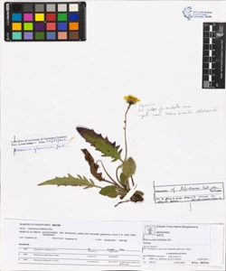 Hieracium bifidum Kit.