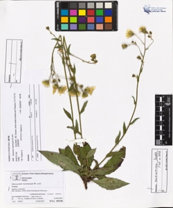 Hieracium racemosum W. et K.
