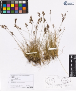 Festuca quadriflora Honck.