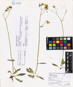 Hieracium murorum L.