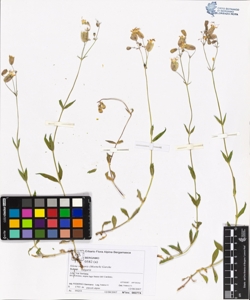 s¿lene vulgaris (Moench) Garcke subsp. vulgaris