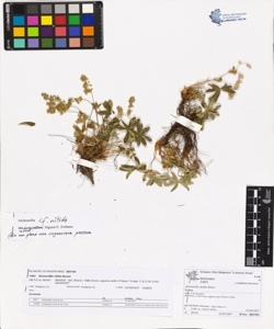 Alchemilla nitida Buser