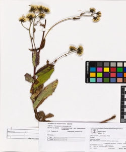 Hieracium x picroides Vill.