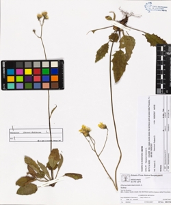 Hieracium murorum L.