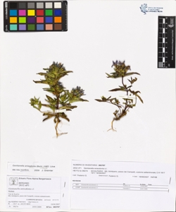 Gentianella anisodonta (Borb¿s) L¿ve