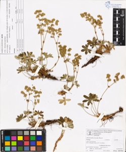 Alchemilla lucida Buser