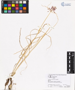 Allium cirrhosum Vandelli