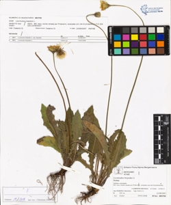 Leontodon hispidus L.