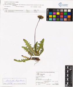 Leontodon hispidus L.